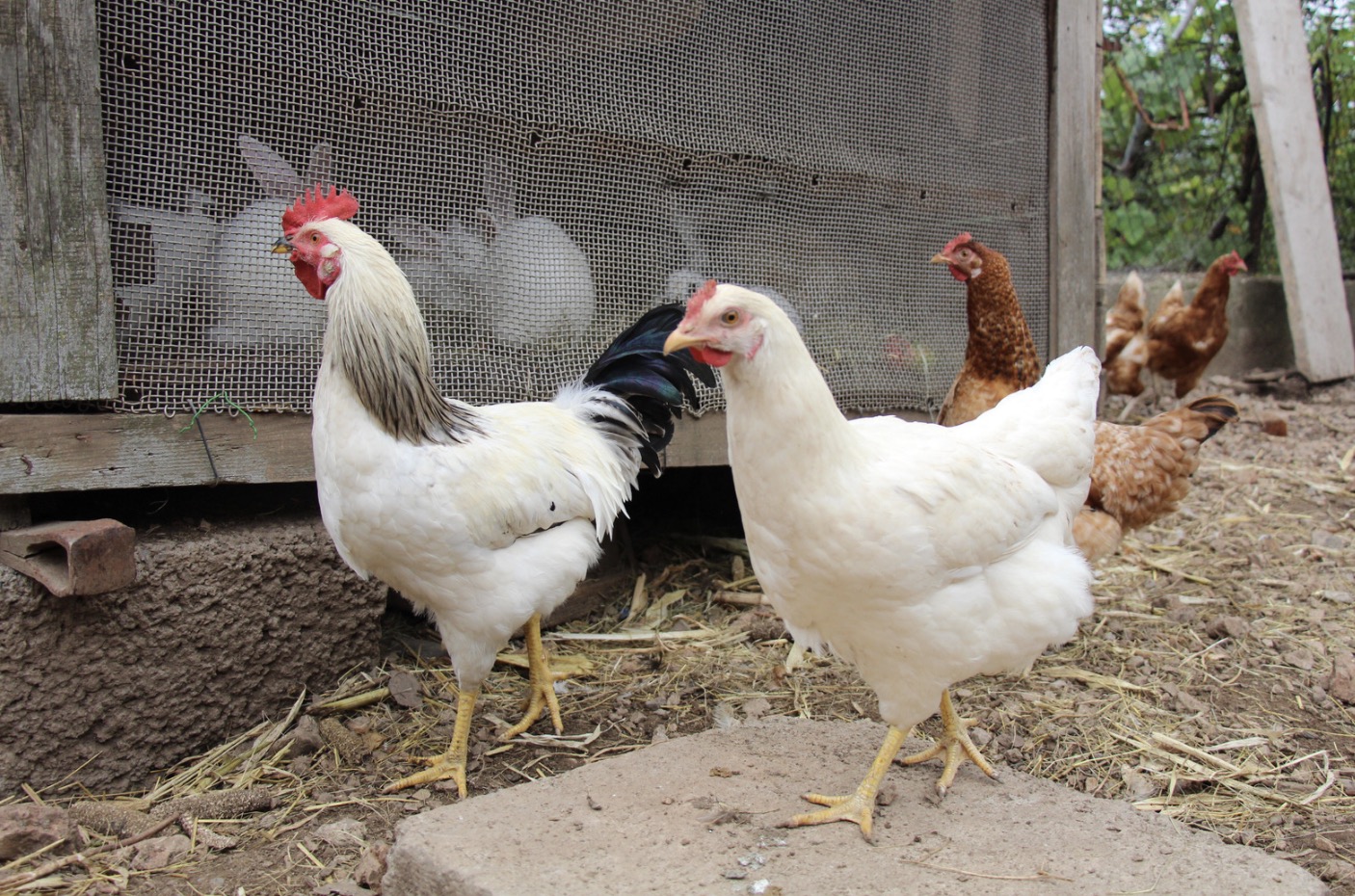 Can Rabbits and Chickens Live Together? (Simple Guide to CoHousing)